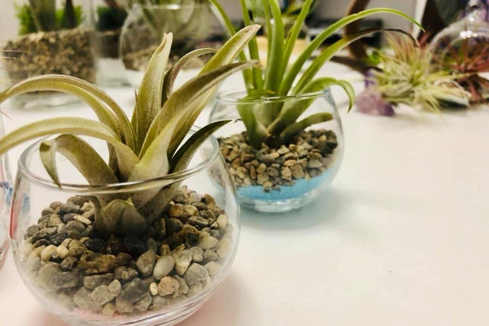 Mini bocce tillandsia xs