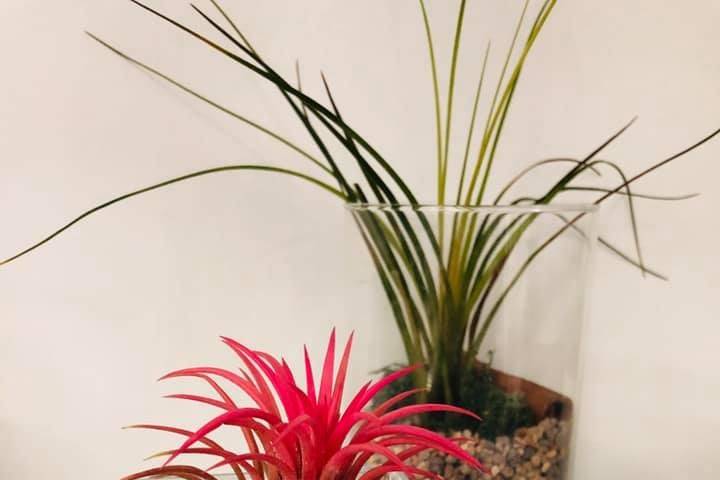 Cubo tillandsia