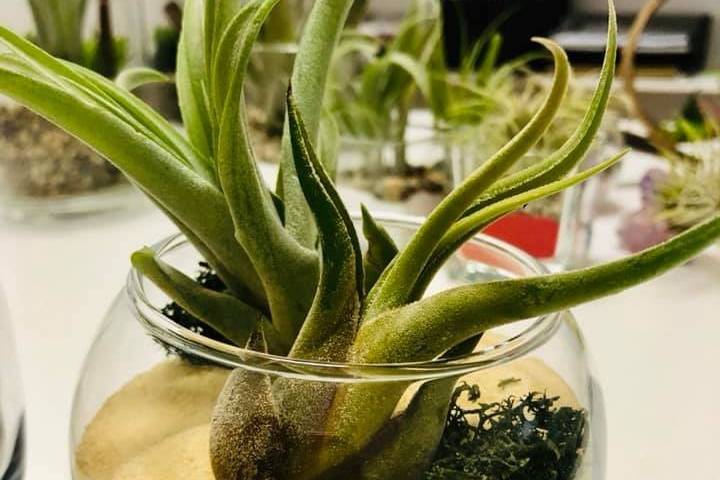 Boccia tillandsia