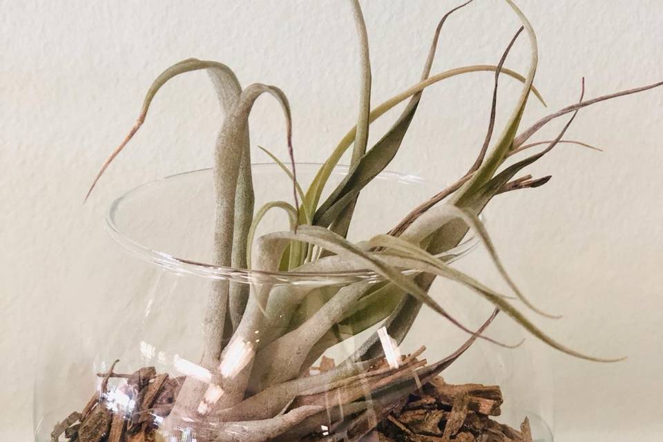 Boccia con TILLANDSIA