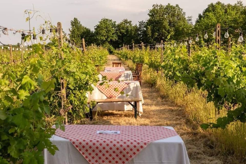 La Vigna di Cascina Viola