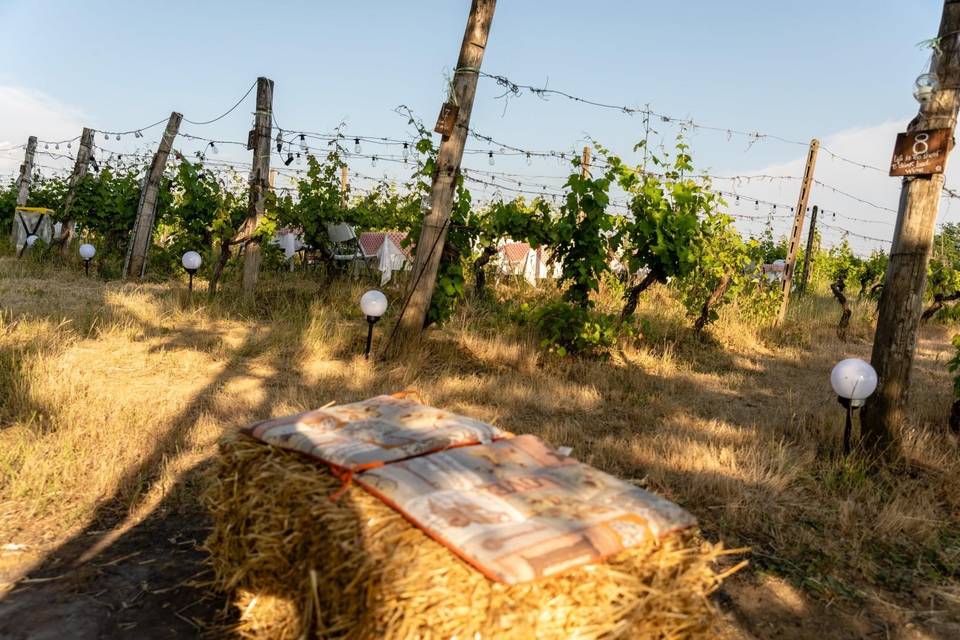 La Vigna di Cascina Viola