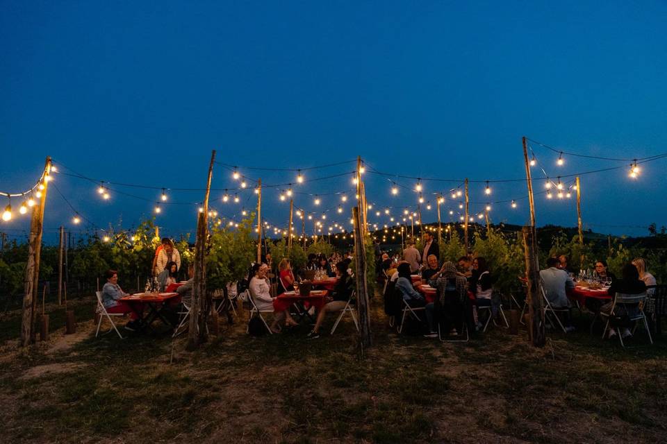 La Vigna di Cascina Viola