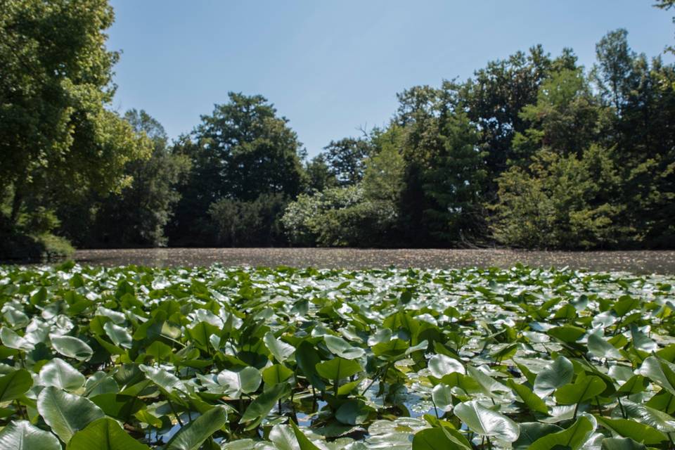 Il parco e il suo laghetto