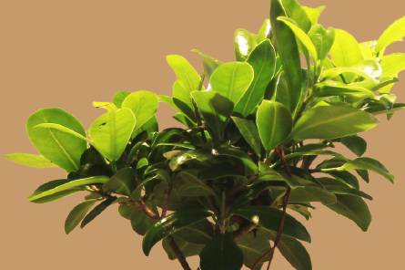 Bomboniera bonsai ginseng