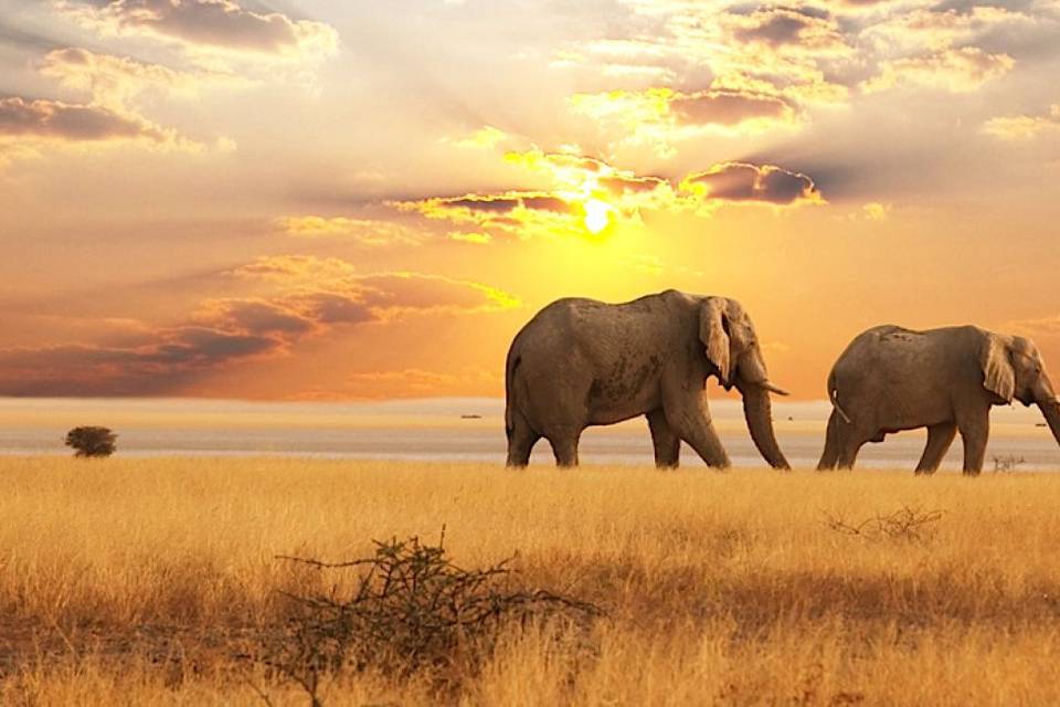 Africa