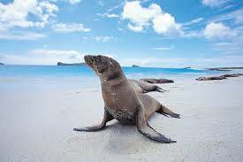 -Galapagos-