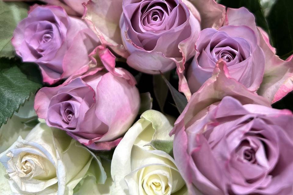 Rose memore lane