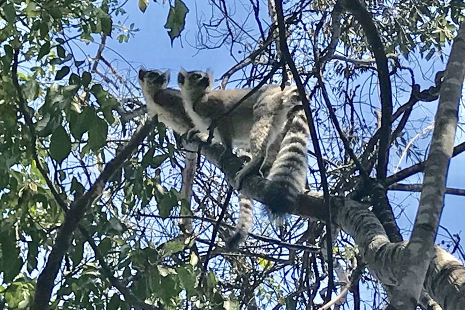 Parco di Ranomafana, Madagasca