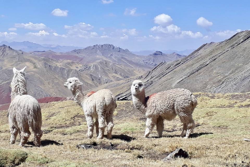 Vinicunca, Perù