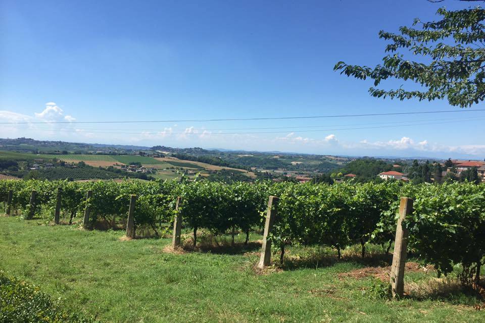 Vigneti panoramici