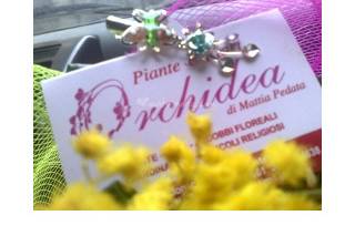 Piante e Fiori Orchidea logo