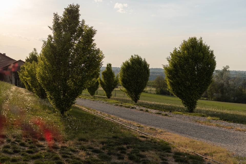 Viale di carpini