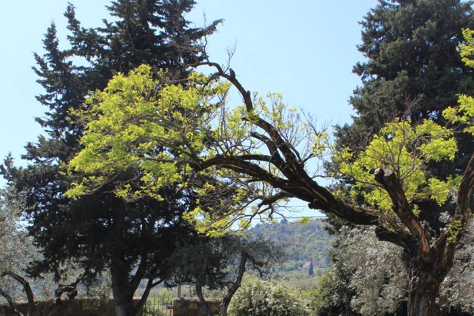 Giardino