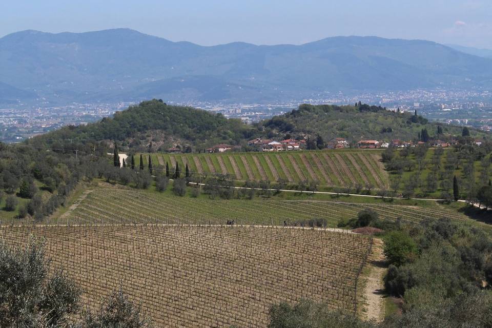 Panorama