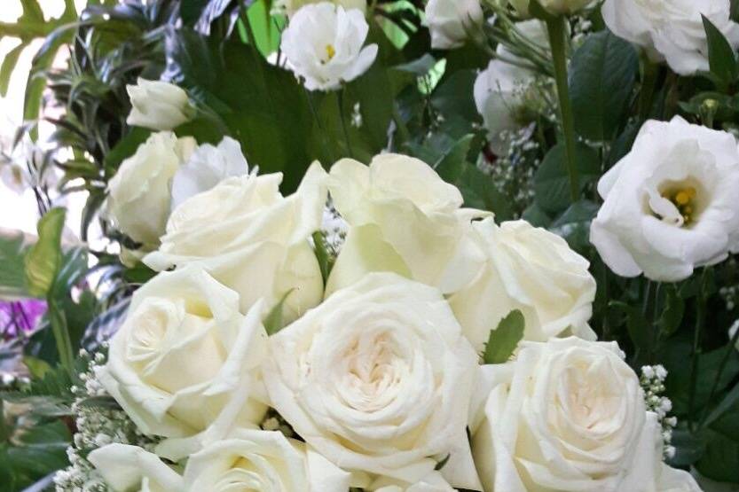 Rose rosse settembrino bianco