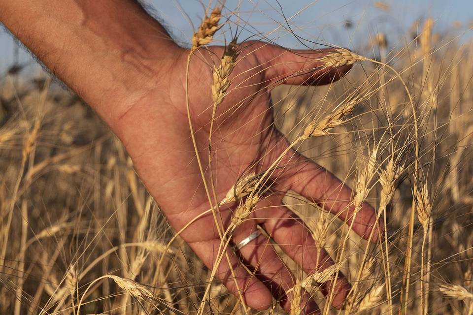 Il grano senatore Cappelli