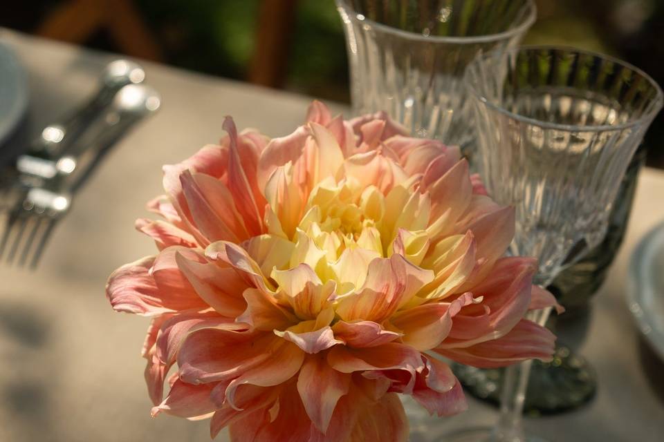 Dalia