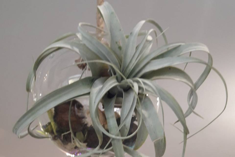 Tillandsia linea vetro