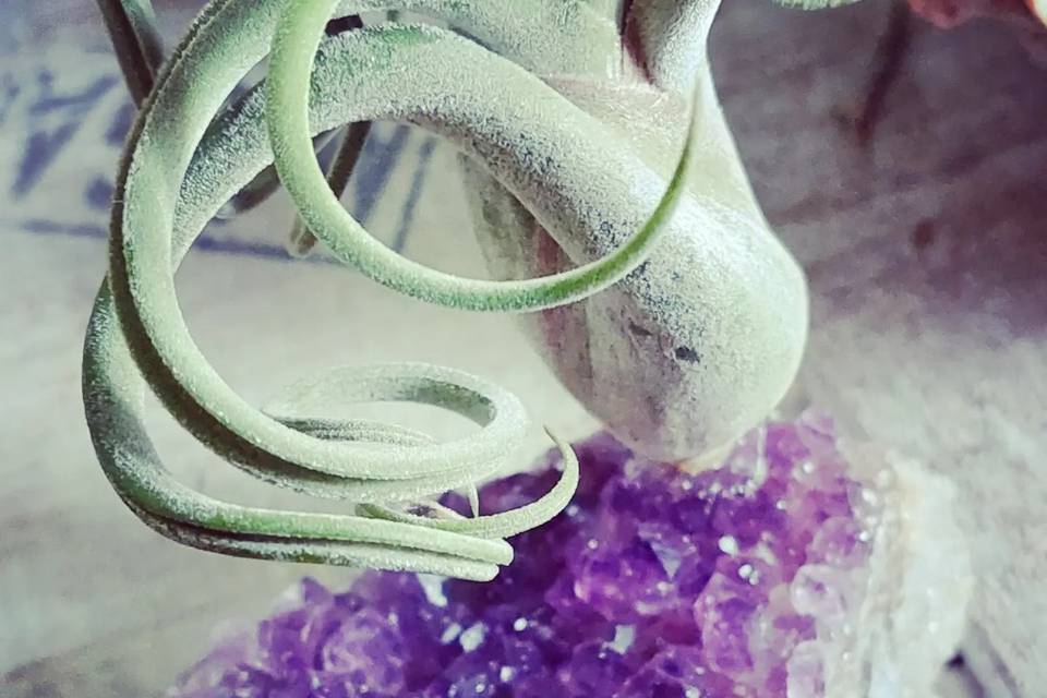 Stone & air plant