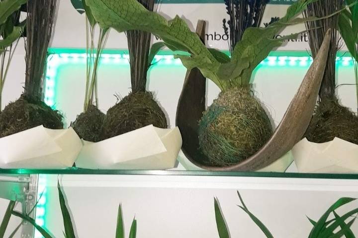 Kokedama giapponesi...Lavande