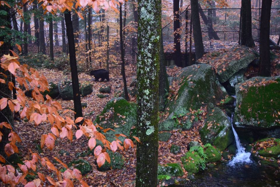 Nel verde