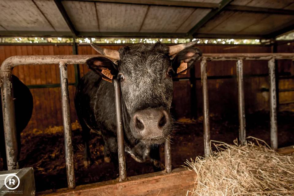 Agriturismo La Camilla