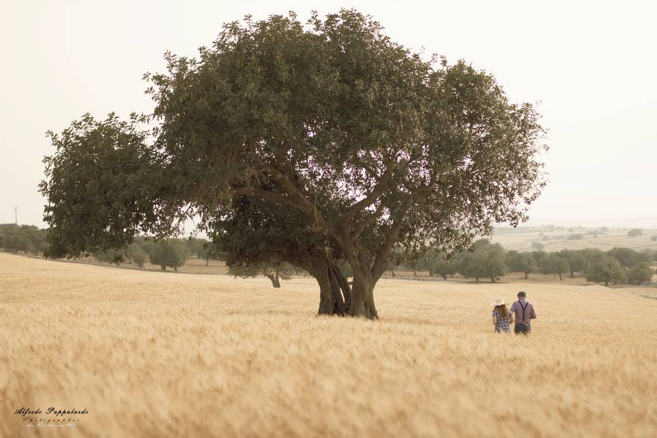 Tra i campi di grano