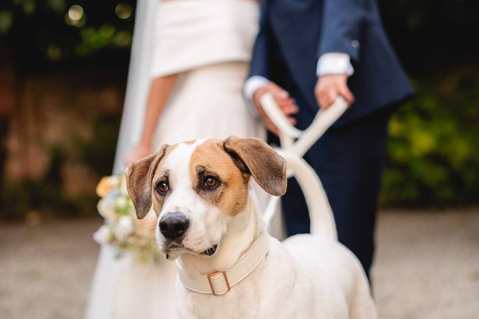 Matrimonio-cane-sposi