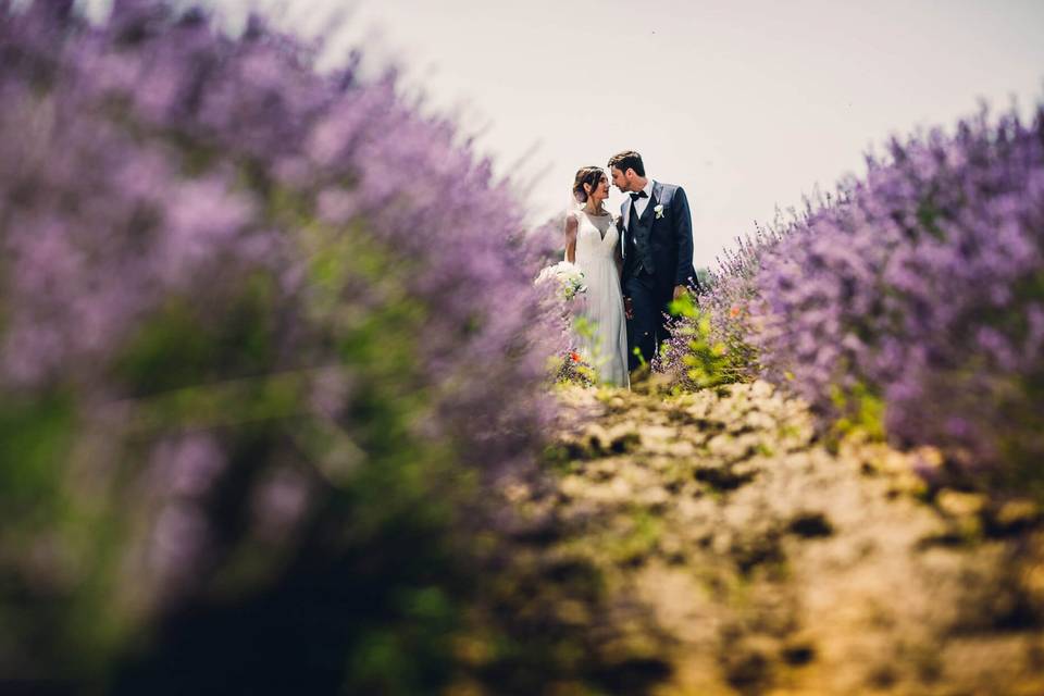 Lavanda Cascina La Gelosia