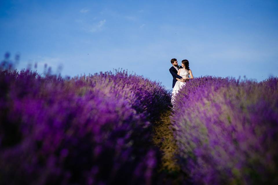 Lavanda Cascina La Gelosia