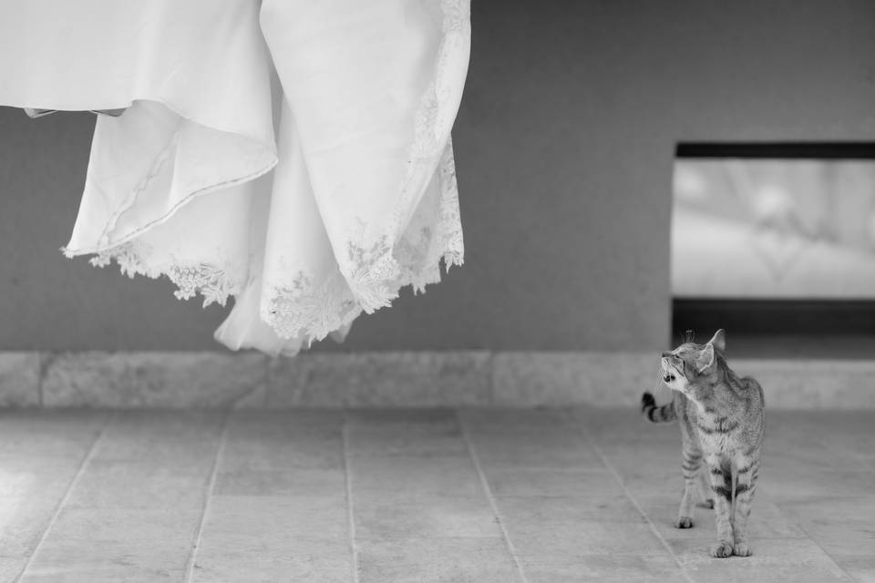 Gatto e sposa