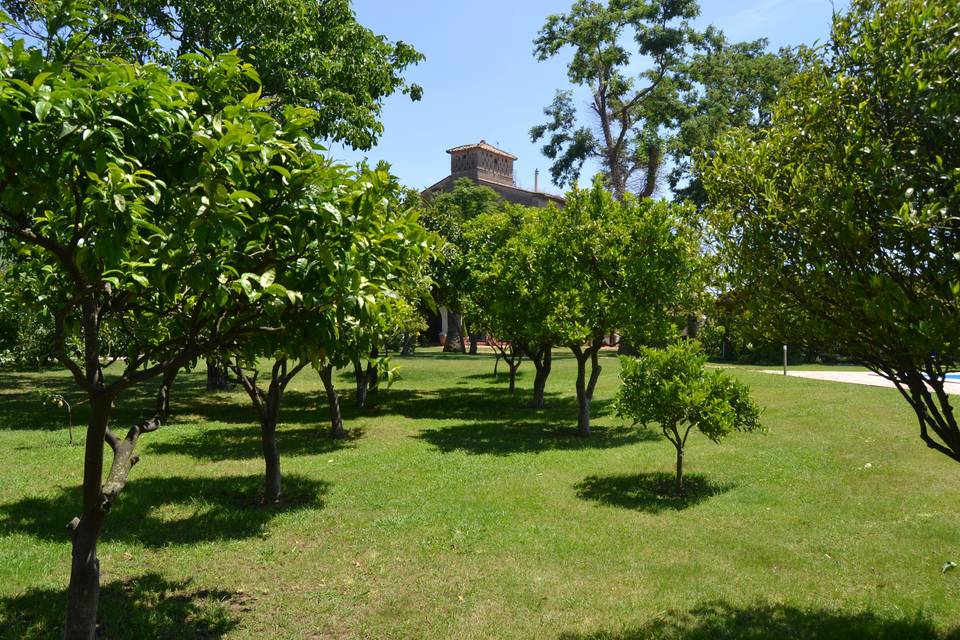 Agrumeto con villa su sfondo