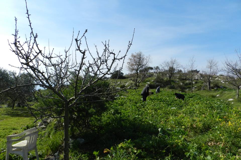 Agriturismo FattoriaTerranova