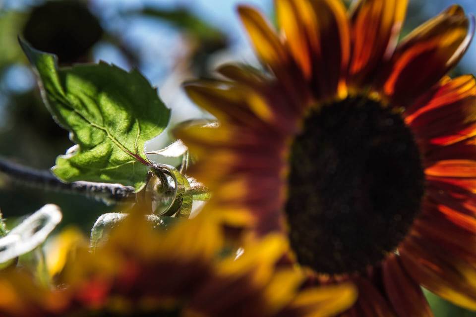 Sunflowers