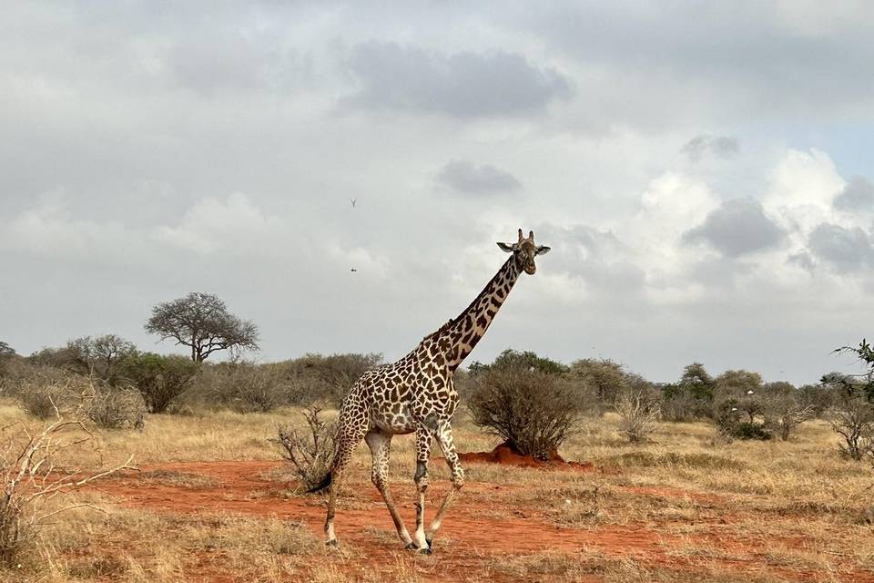 Safari Tsavo East