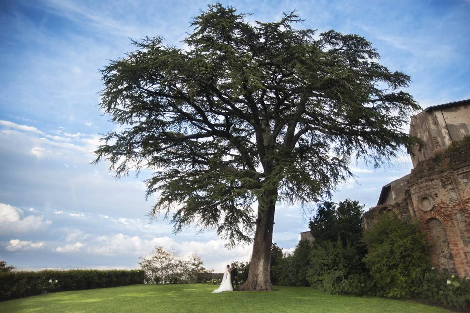 Ancient Tree