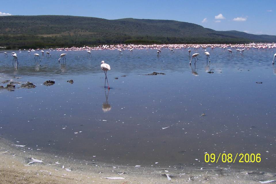 ...il lago Nakuru con i fantistici fenicotteri!