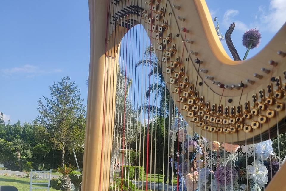 Harpist