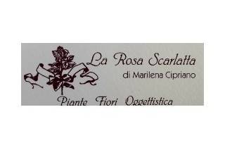 La Rosa Scarlatta