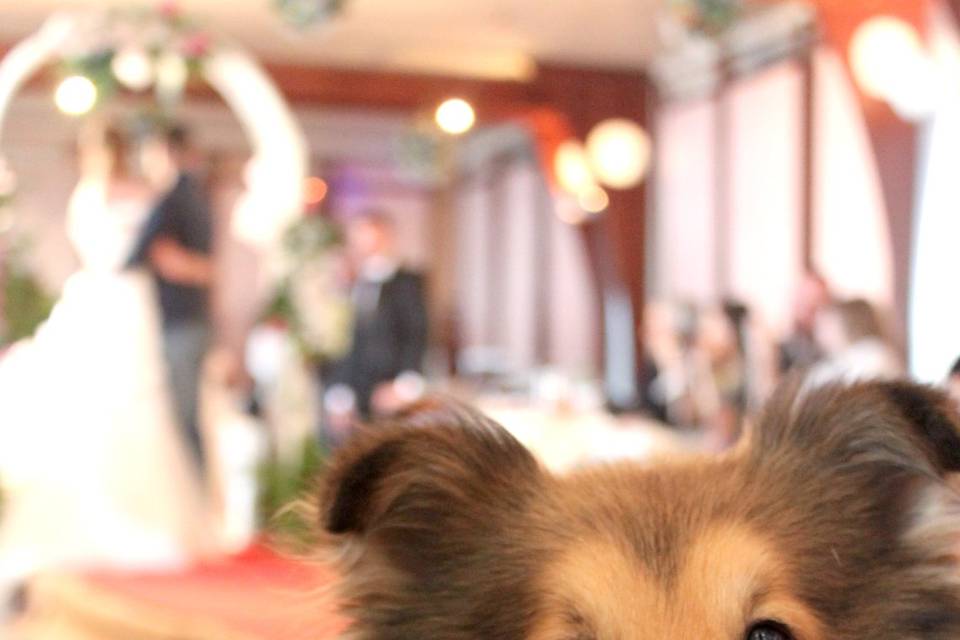 A sheltie in front of a couple