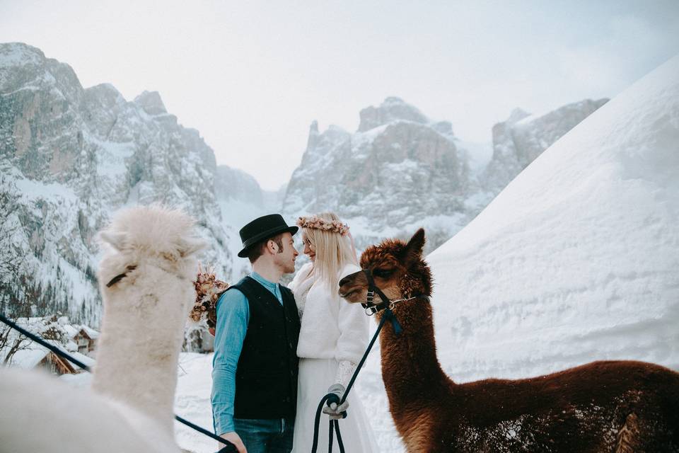 Fuga d'amore con alpaca