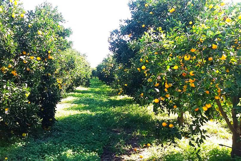 Immersi  nella campagna