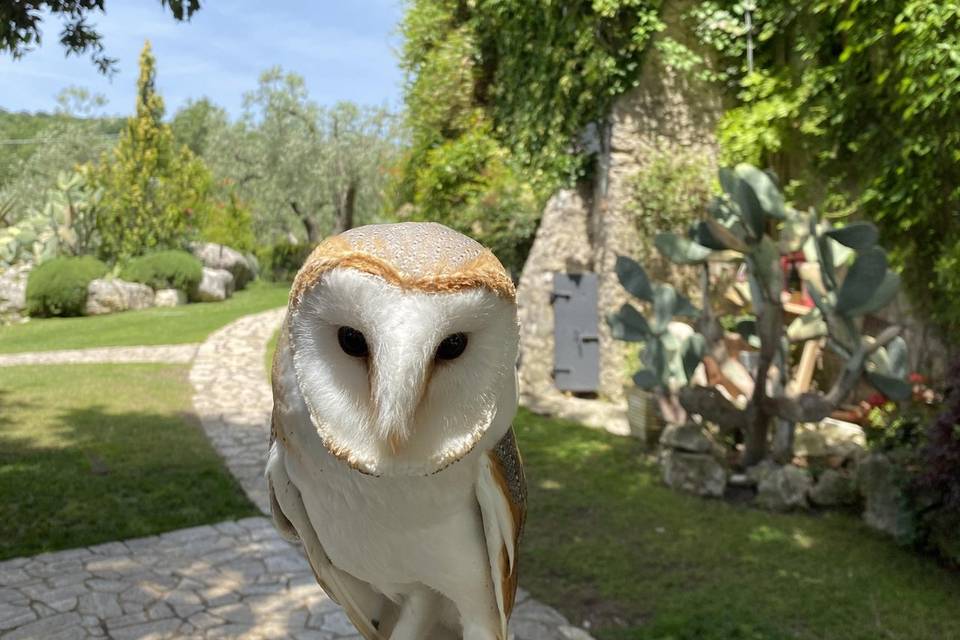 Un barbagianni al castello