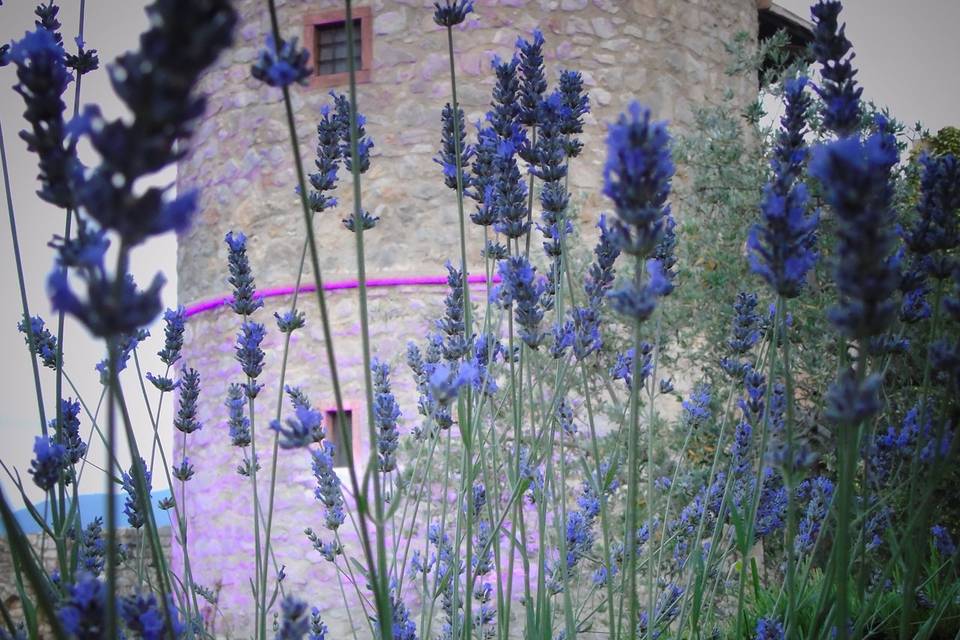 Profumo di lavanda