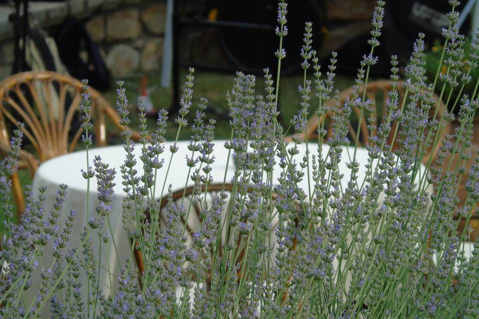 Profumo di lavanda