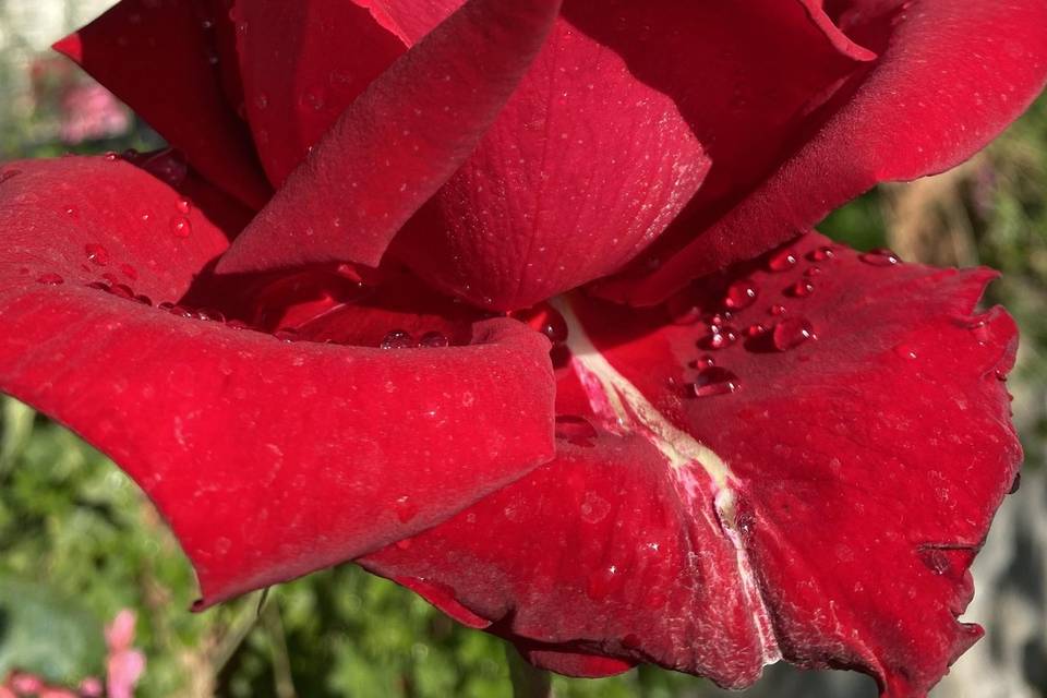 Rose del giardino segreto