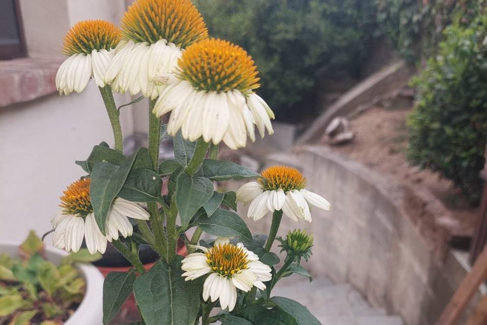 Echinacea