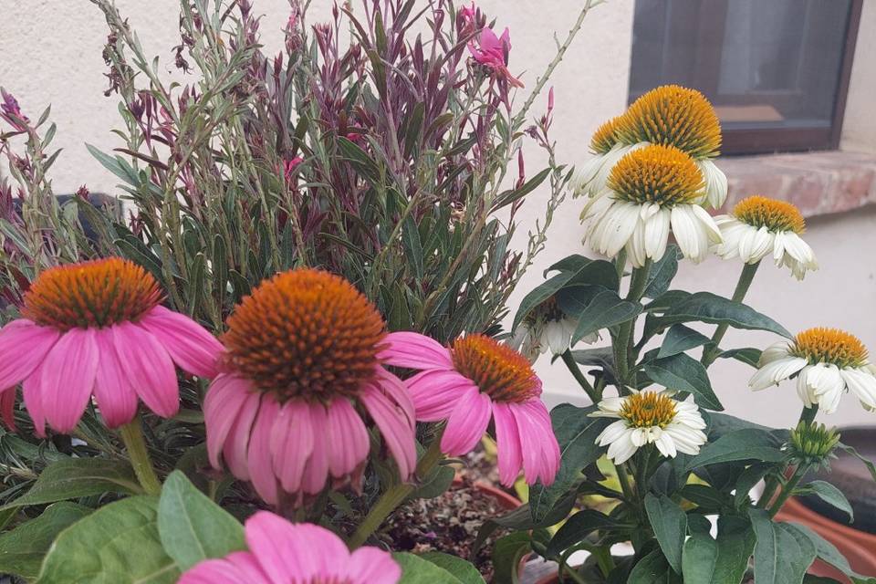 Echinacea