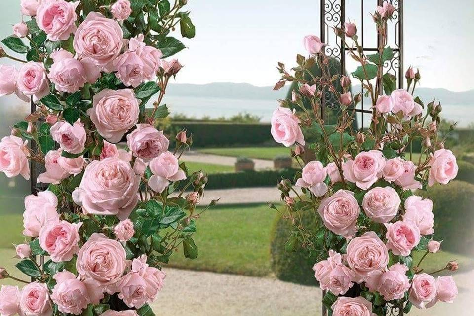 Arco di rose